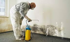 Reliable Islamorada Village Of Islands, FL Mold Removal Services Solutions